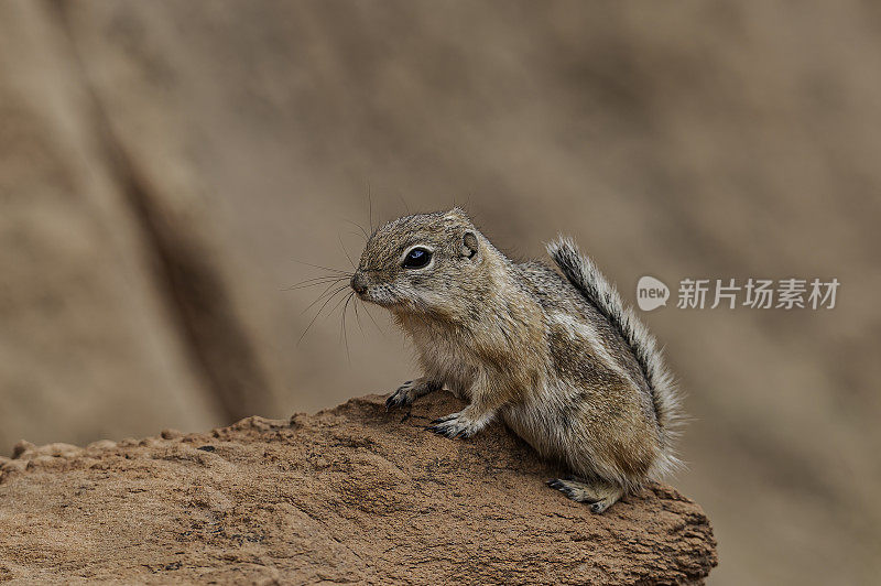 白尾羚羊松鼠(ammospermoophilus leucurus)是一种昼动的地松鼠，发现于美国西南部和墨西哥北部的干旱地区。国会礁国家公园，犹他州。科罗拉多高原。犹他州。